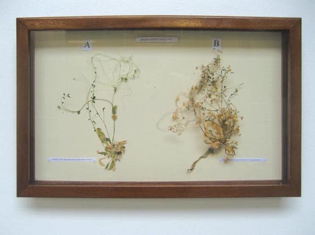 Herbarium with two dried specimen (after the experiment)