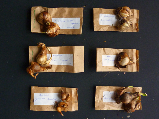 Bulbs to planted, which are depicted on the still life painting, Vienna, 2010